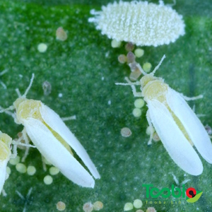 شیوه های کنترل مگس سفید یا سفید بالک چیست | ساده‌ترین راه های مبارزه