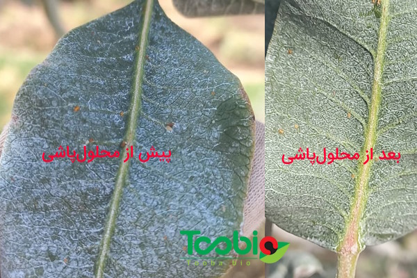 مشاهده تأثیر استفاده از آرتمیزیا و کائولین در نابودی پسیل پسته | ۲۸ مرداد ۱۴۰۳ 