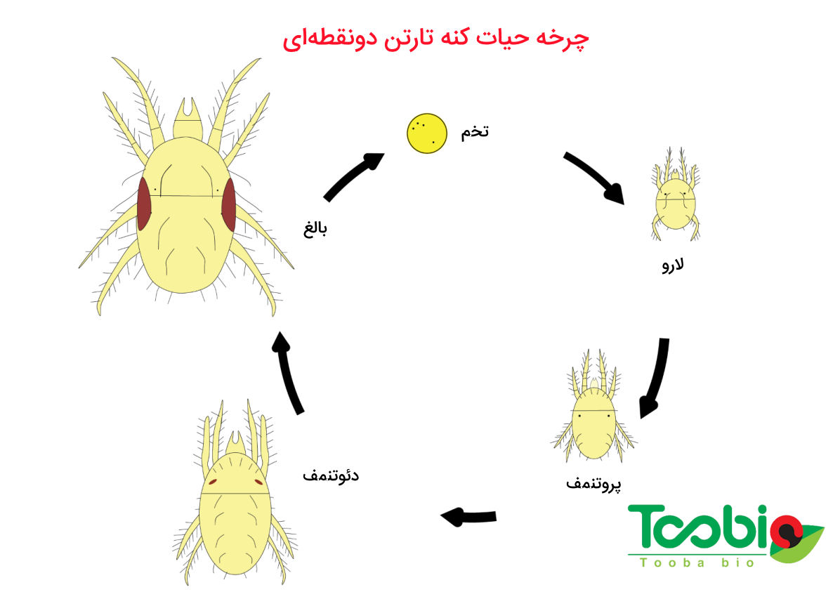 در این تصویر می‌توانیم چرخه رشد کنه تارتن دو لکه ای یا دو نقطه ای را به همراه تمام مراحل آن مشاهده کنیم.