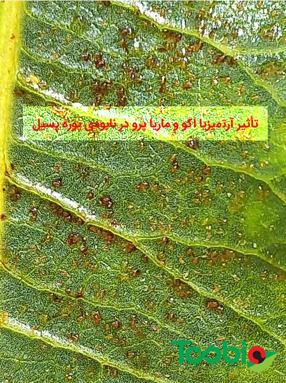تأثیر آرتمیزیا و ماریاپرو در نابودی پوره پسیل پسته | مبارزه موفق و قطعی آخر فصل 