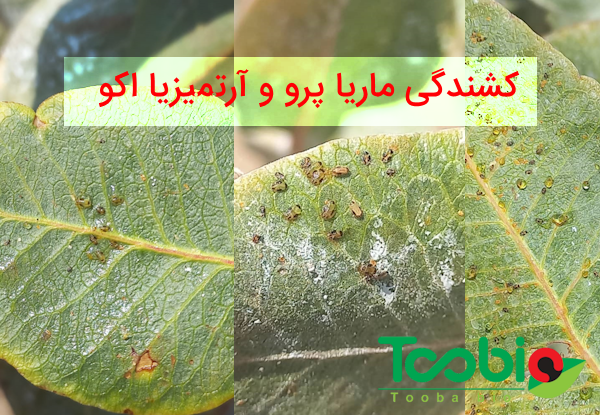نتیجه کارایی مؤثر آرتمیزیا و ماریاپرو بر روی پسیل پسته 