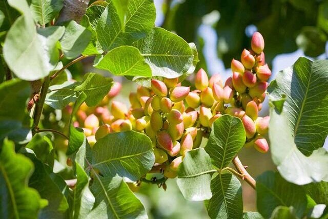حفظ و نجات درختان پسته با محصول ساخت ایران