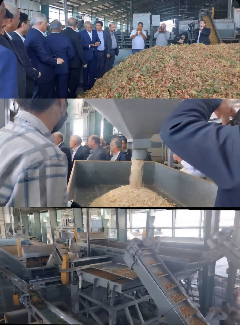 در خط مقدم تولیدکنندگان پسته