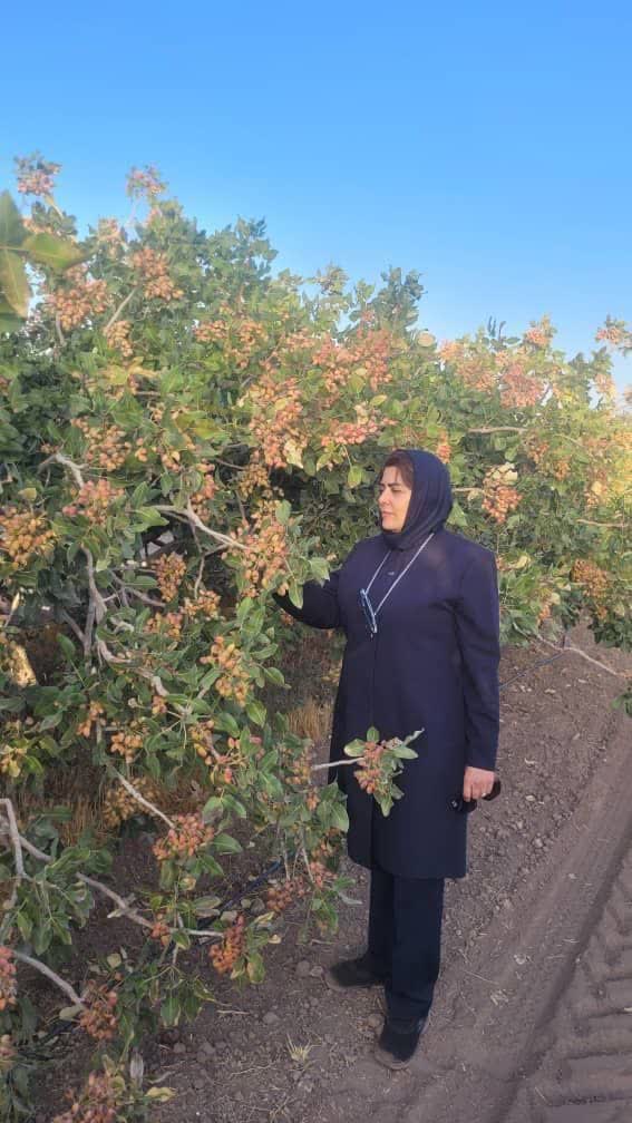 پسته سالم، خیار بیخطر؛ اختراعی که نگهبان سلامتی است