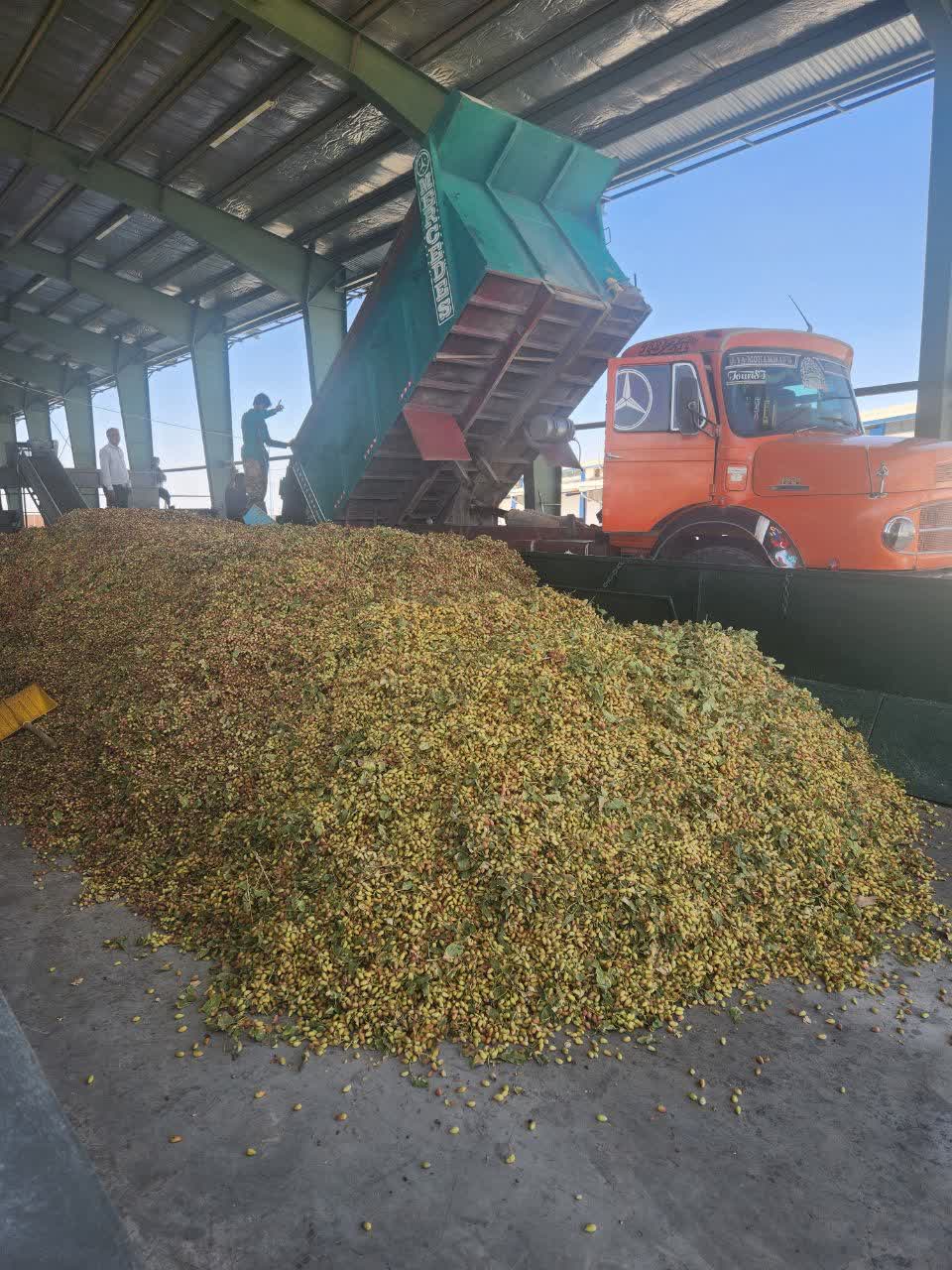 پاسپورت صادرات پسته ارگانیک به اروپا صادر شد