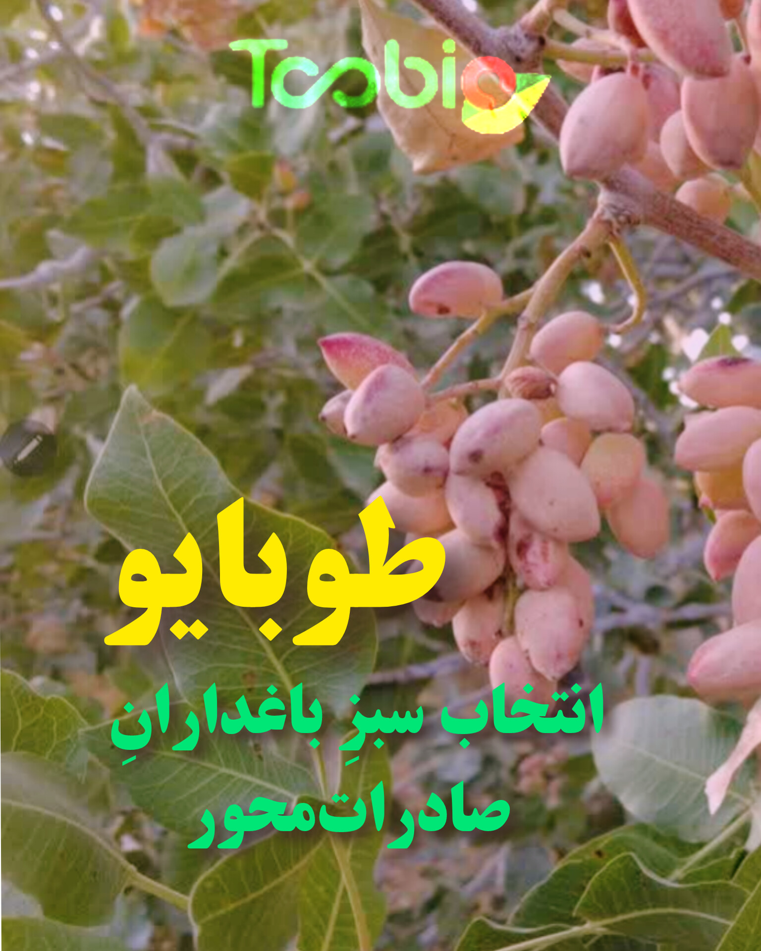 خبرگزاری ایرنا: پسته خندان، اقتصاد شکوفا