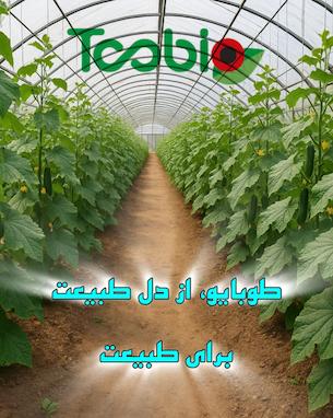 پایلوت اجرا شده در شهرستان ورامین جهت کنترل کنه تارتن دو لکه ای خیار