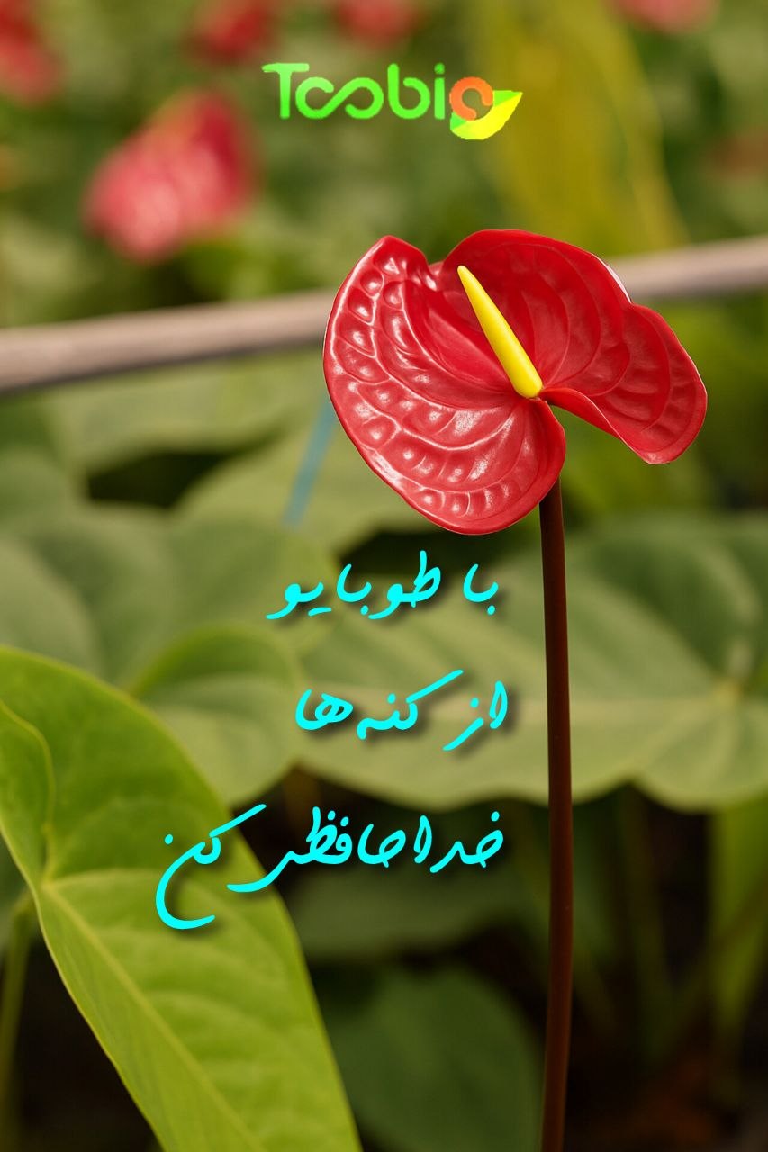 گزارش استفاده از کنهکش ماریاپرو در گلخانه آقای بنایی