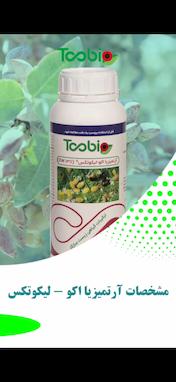 آرتمیزیا اکو لیکوتکس
